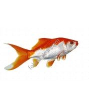 Sarasa piros fehér aranyhal 4-7cm