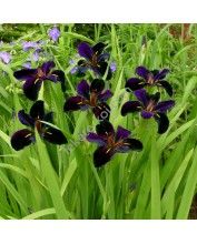 Iris lousiana (Black Gamecock)