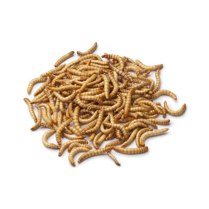 Szárított lisztkukac 5 kg