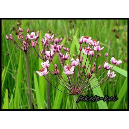 Butomus umbellatus - Virágkáka