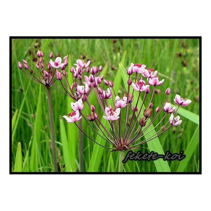 Butomus umbellatus - Virágkáka