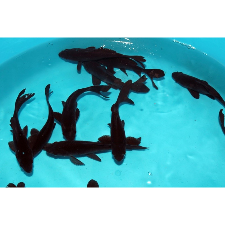 Hibryd fekete tavi aranyhal 4/7 cm