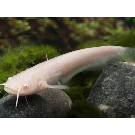 Albínó harcsa 9/12cm
