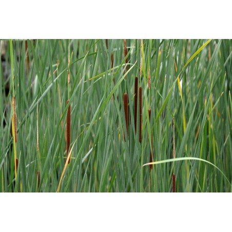 Typha latifolia - Széles levelű gyékény