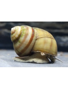 Vivipara algaevő vízi csiga