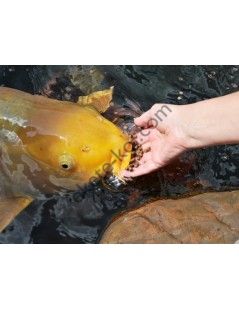 Koi Gulden 500 g ( kézhez szoktató haltáp)