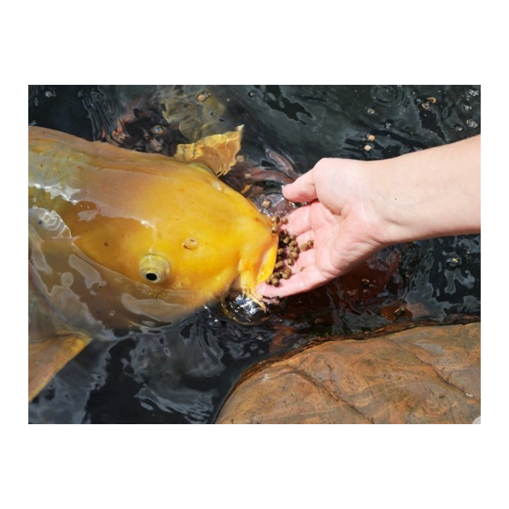 Koi Gulden 500 g ( kézhez szoktató haltáp)