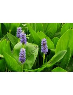 Pontederia cordata - Tömött sellővirág