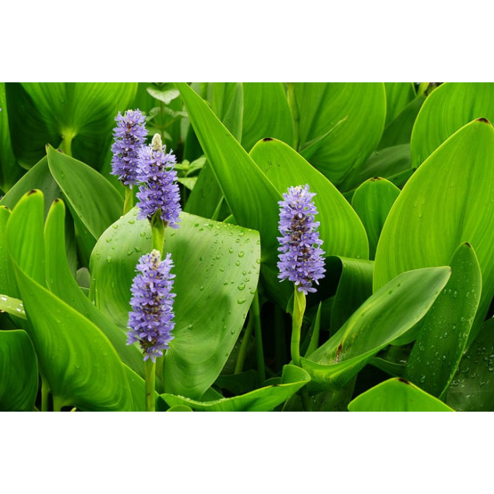 Pontederia cordata - Tömött sellővirág