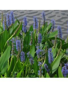 Pontederia cordata - Tömött sellővirág