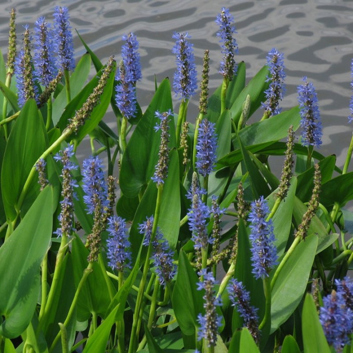 Pontederia cordata - Tömött sellővirág