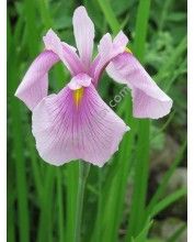 Iris laevigata rose queen - Japán írisz