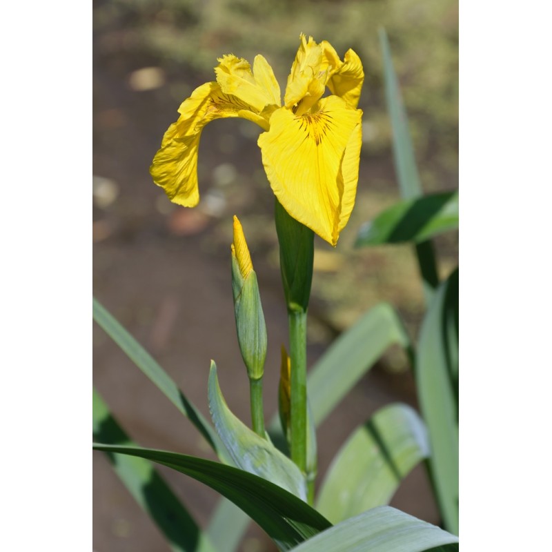 Iris pseudacorus - Mocsári nőszirom