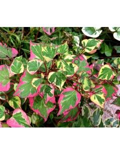 Houttuynia cordata 'chameleon'