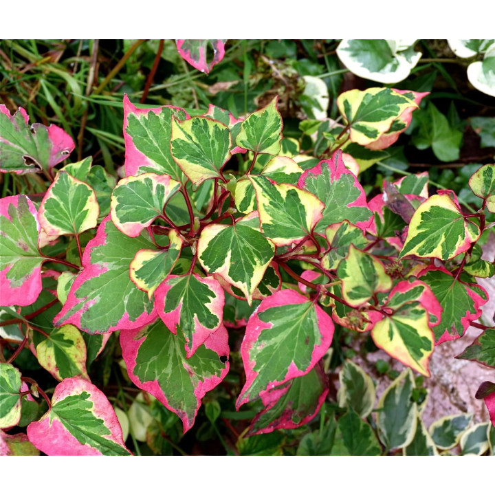 Houttuynia cordata 'chameleon'