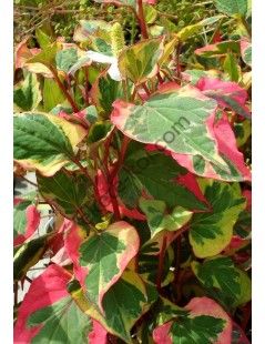 Houttuynia cordata 'chameleon'