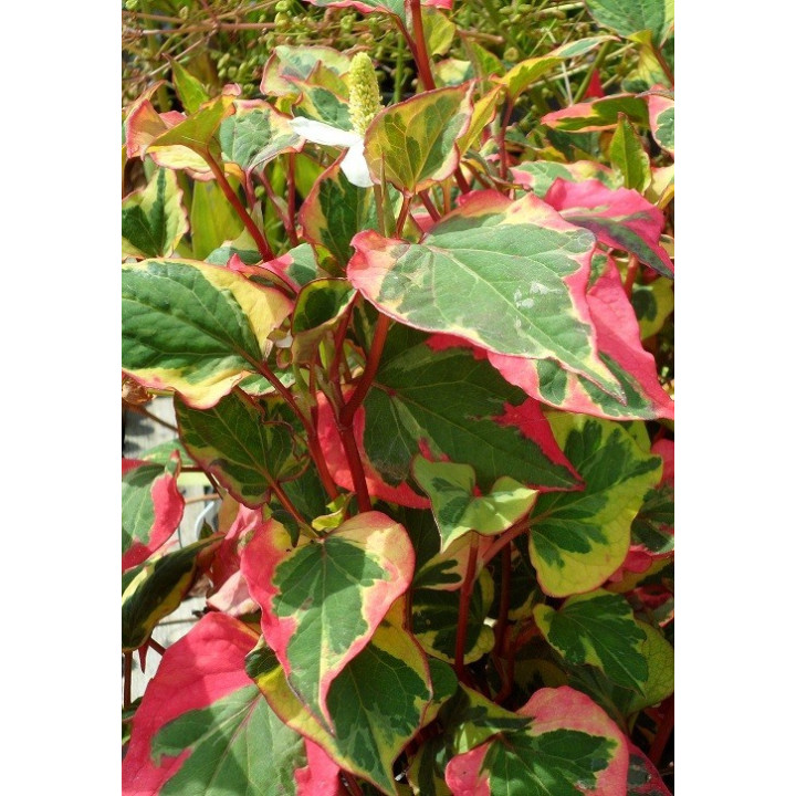 Houttuynia cordata 'chameleon'