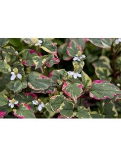 Houttuynia cordata 'chameleon'