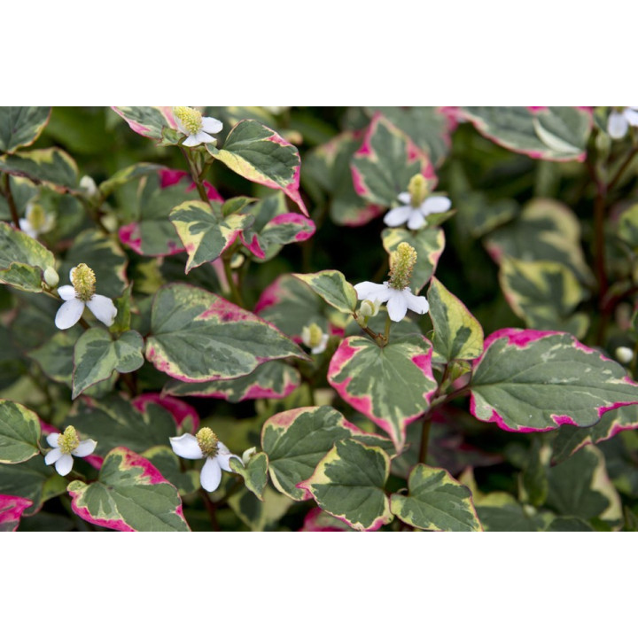 Houttuynia cordata 'chameleon'
