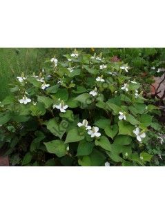 Houttuynia cordata - Dupla szirmú houttuynia