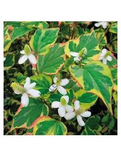 Houttuynia cordata - Dupla szirmú houttuynia