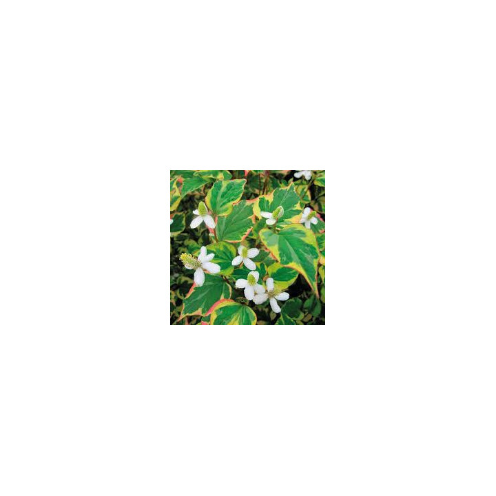 Houttuynia cordata - Dupla szirmú houttuynia