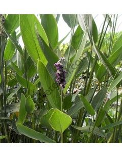 Thalia dealbata -  Fehér vizigyömbér