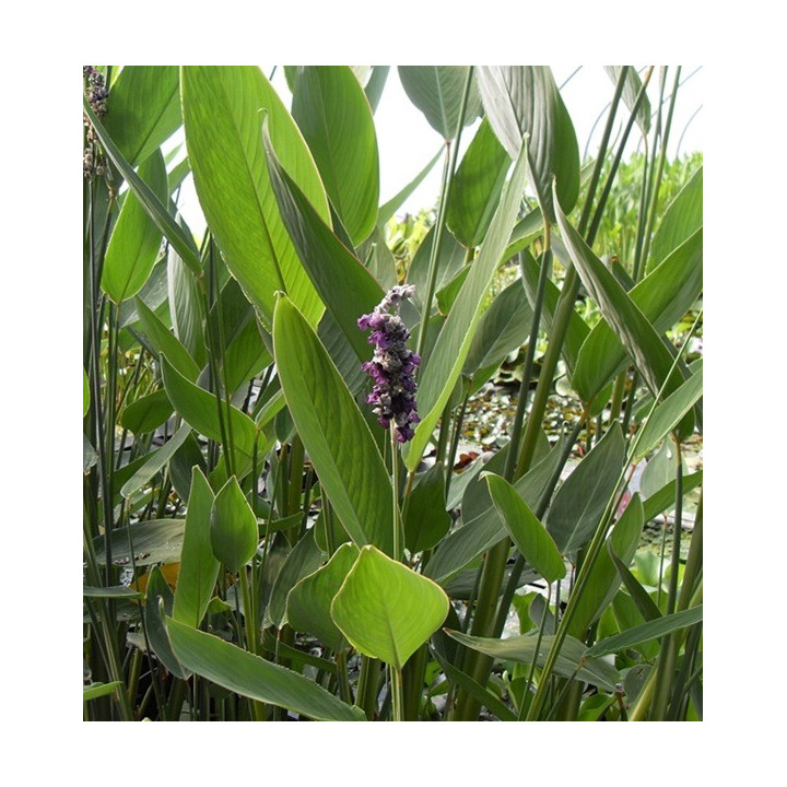 Thalia dealbata -  Fehér vizigyömbér