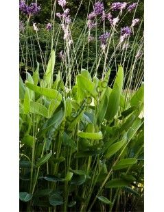 Thalia dealbata -  Fehér vizigyömbér
