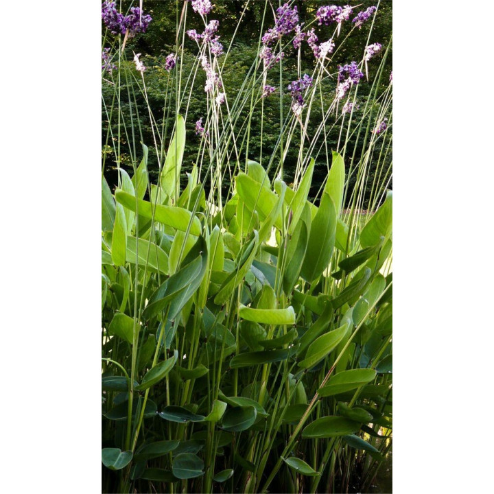 Thalia dealbata -  Fehér vizigyömbér