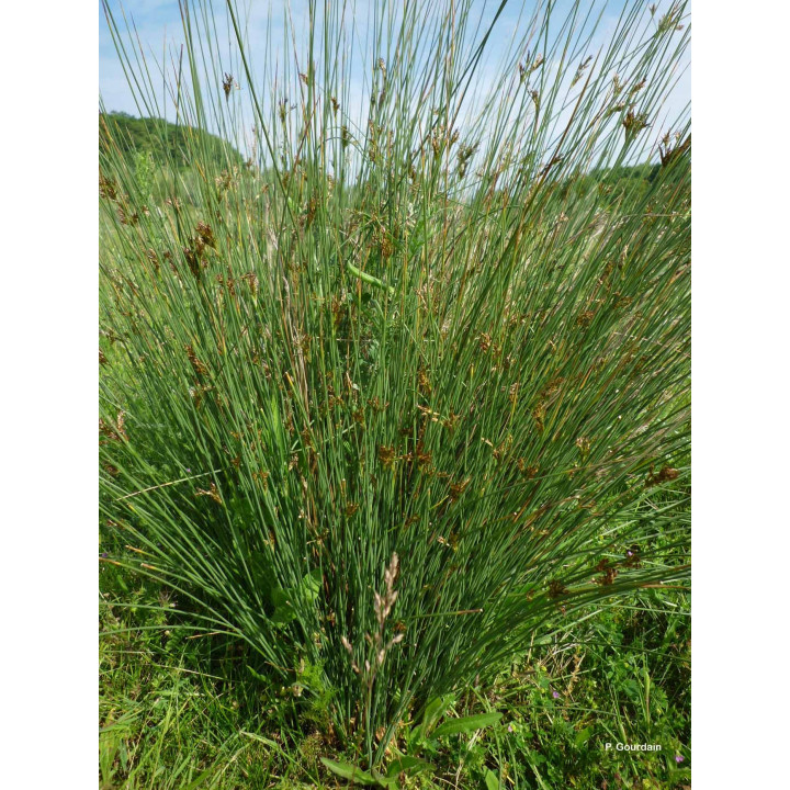 Juncus inflexus - Deres szittyó