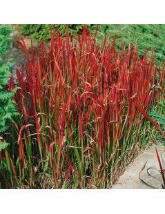 Imperata cylindrica -   Japán vérfű
