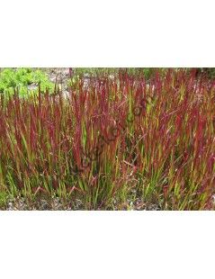 Imperata cylindrica -   Japán vérfű