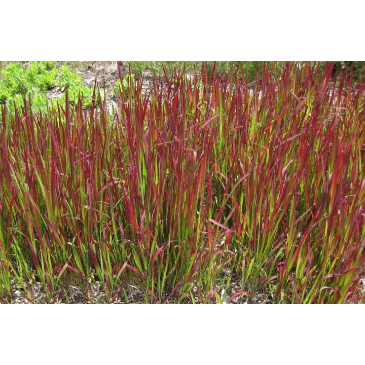 Imperata cylindrica -   Japán vérfű