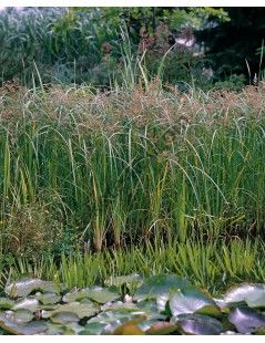 Cyperus longus Hosszú vízipálma