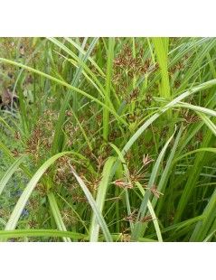 Cyperus longus Hosszú vízipálma