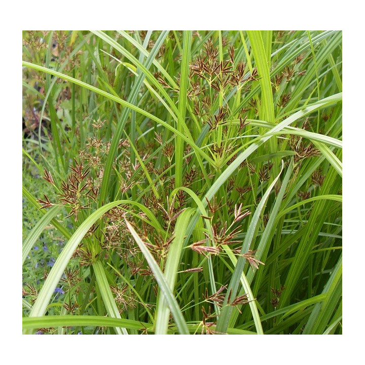 Cyperus longus Hosszú vízipálma