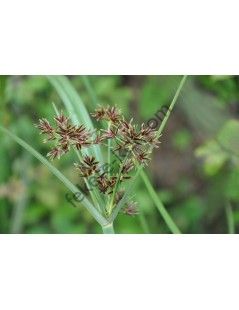 Cyperus longus Hosszú vízipálma