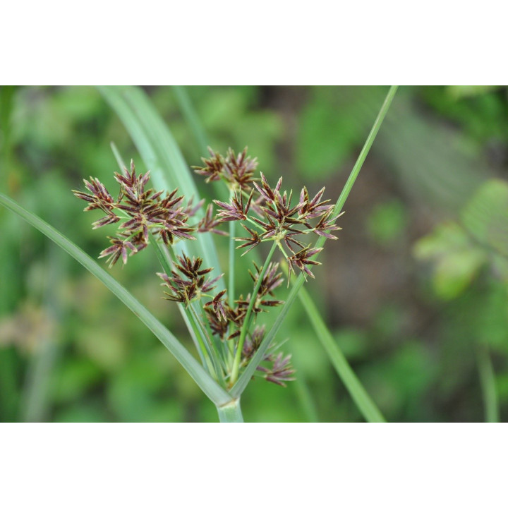 Cyperus longus Hosszú vízipálma