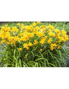 Törpe Sásliliom (Hemerocallis)