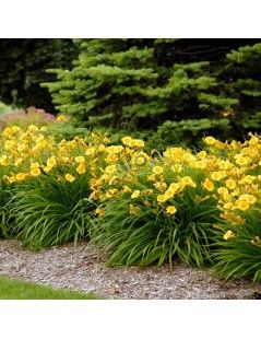 Törpe Sásliliom (Hemerocallis)