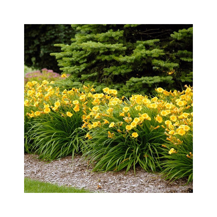 Törpe Sásliliom (Hemerocallis)