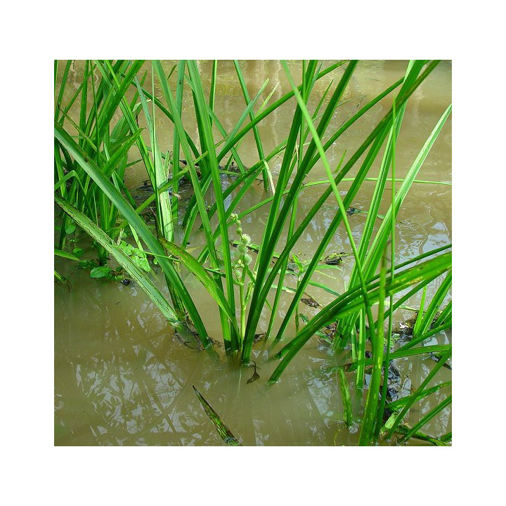 Sparganium erectum - Ágas békabuzogány