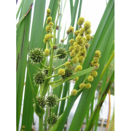 Sparganium erectum - Ágas békabuzogány