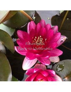 Tavirózsa Nymphaea Perry's baby red cserép nélkül