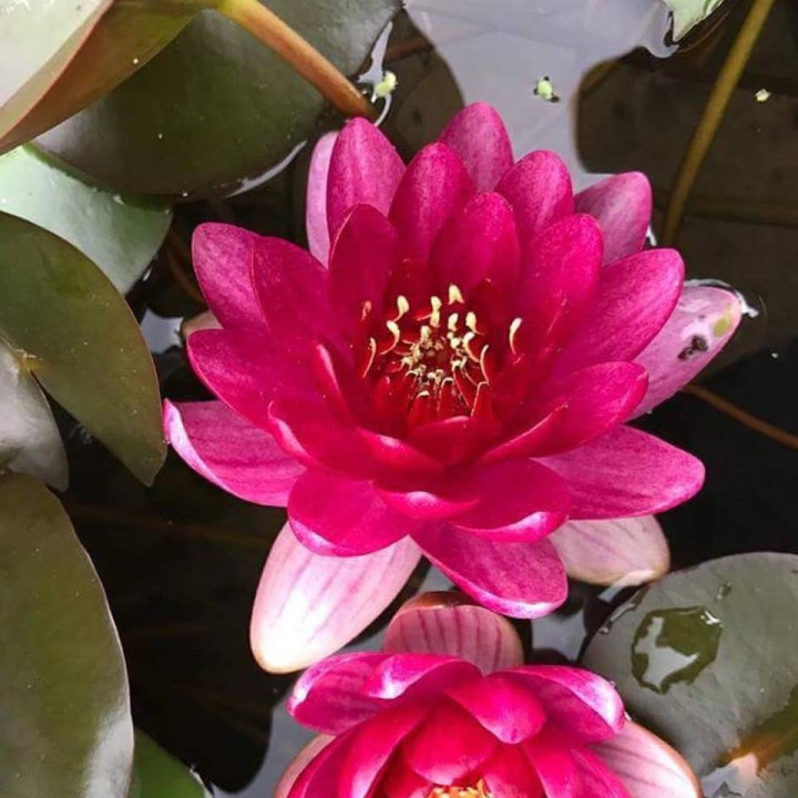 Tavirózsa Nymphaea Perry's baby red cserép nélkül