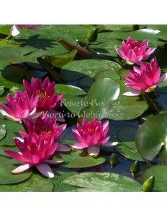 Tavirózsa Nymphaea Perry's baby red cserép nélkül