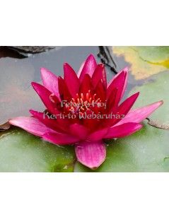 Tavirózsa Nymphaea Perry's baby red cserép nélkül