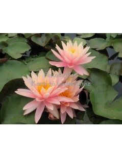 Tavirózsa Nymphaea Sunny Pink cserép nélkül