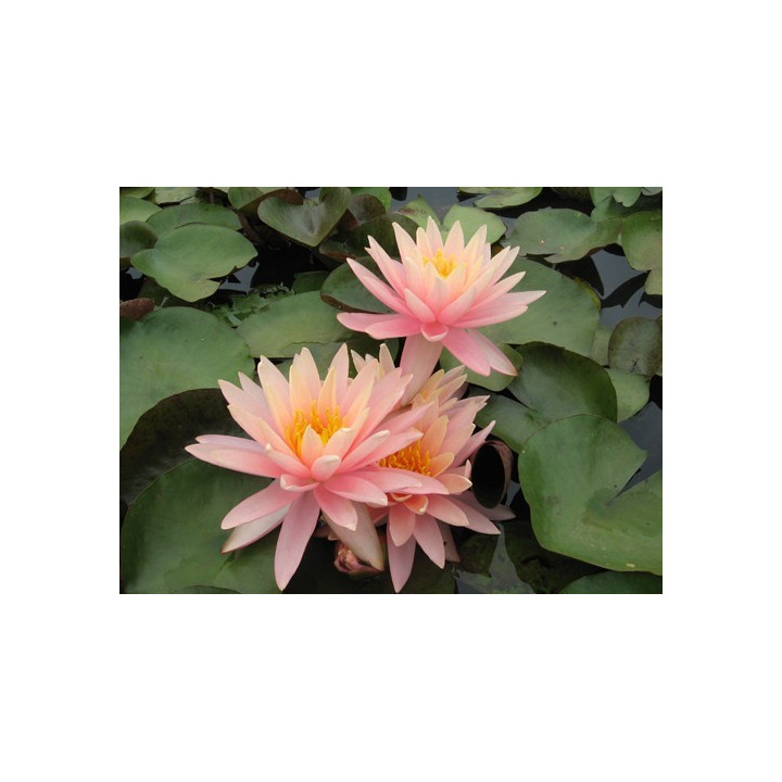 Tavirózsa Nymphaea Sunny Pink cserép nélkül